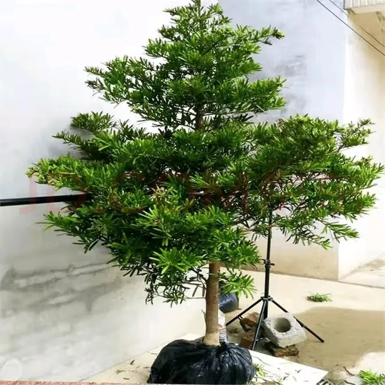 罗汉松树苗大树雀舌米叶迎客松老树桩别墅庭院盆栽盆景造型大盆栽