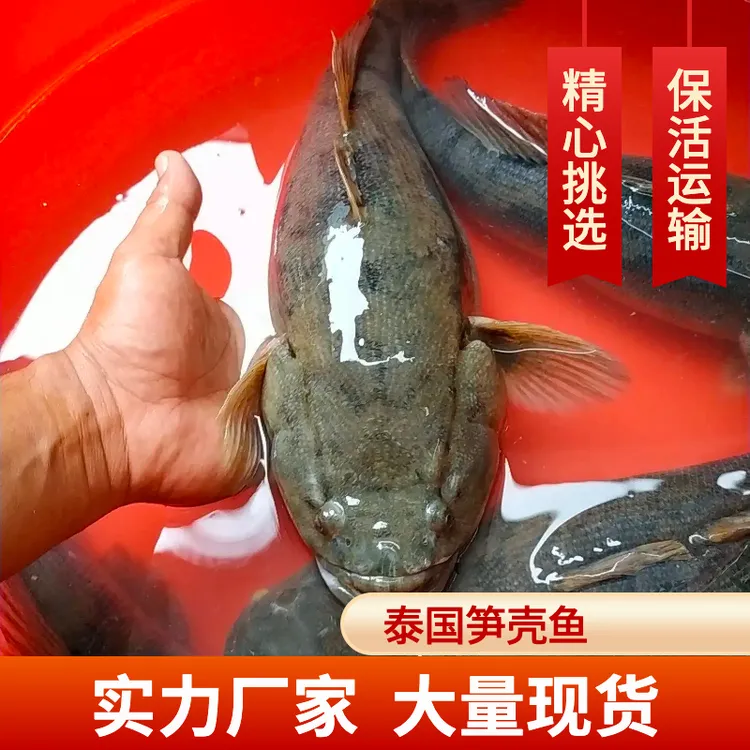 广州渔场直发优质笋壳鱼泰国笋壳鱼云斑沙塘鳢鱼保活包邮快大高产