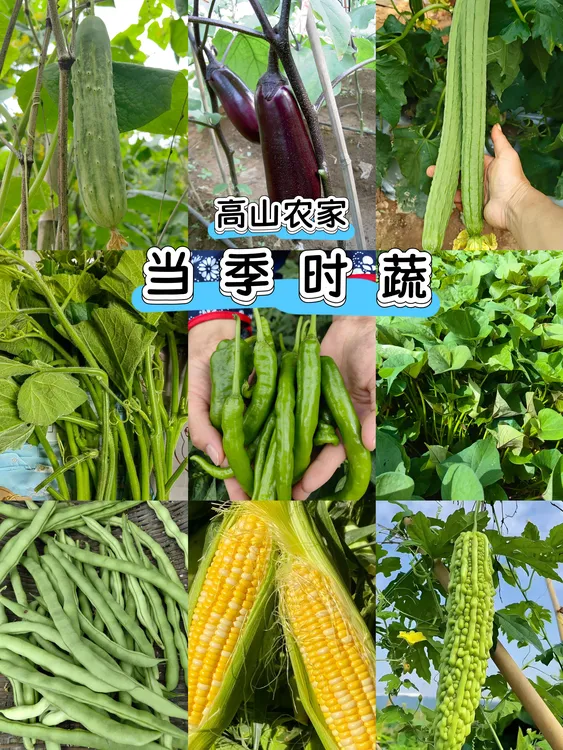 隆回麻塘山乡高山农家时蔬顺风包邮