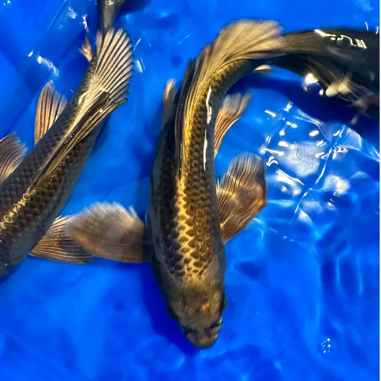 古黄金淡水冷水鱼北方招财鱼红白三色耐养金鱼锦鲤鱼观赏鱼