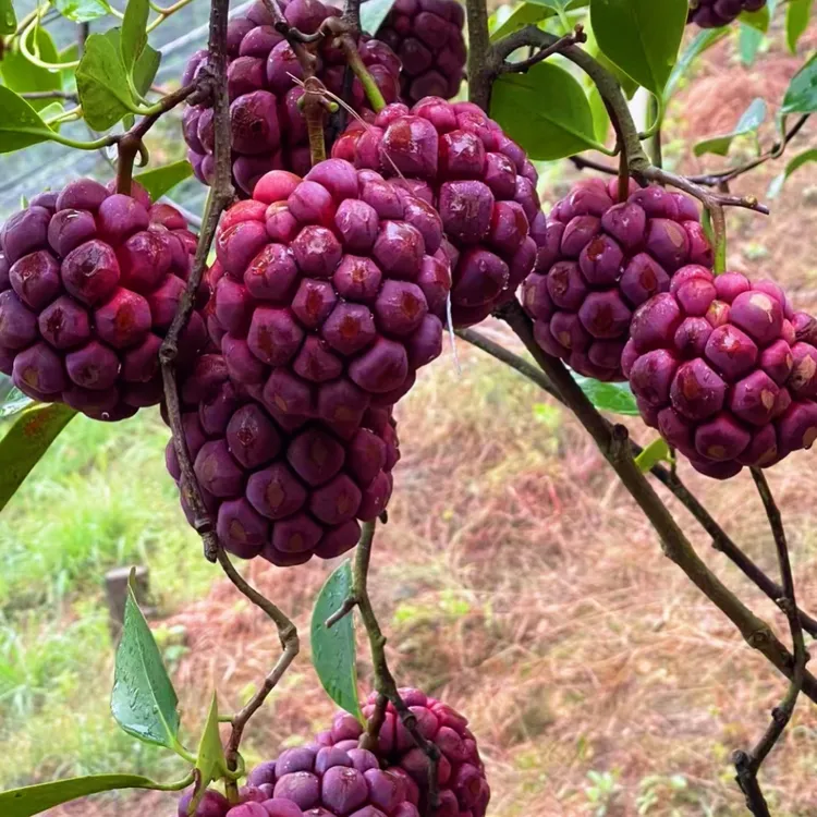 黑老虎大果高产苗布福娜苗庭院阳台盆栽地栽