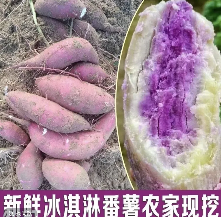 正宗沙地冰淇淋红薯新鲜现挖一点红番薯健康老少皆宜