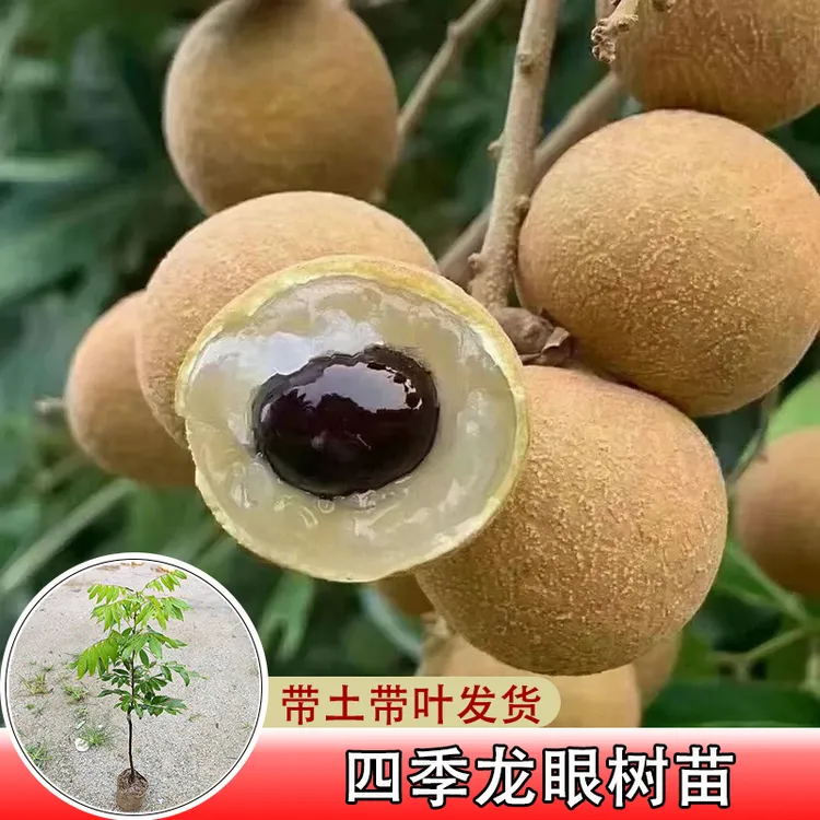 新品种四季龙眼苗带土带叶嫁接果树苗南方庭院种植盆栽地栽容器苗