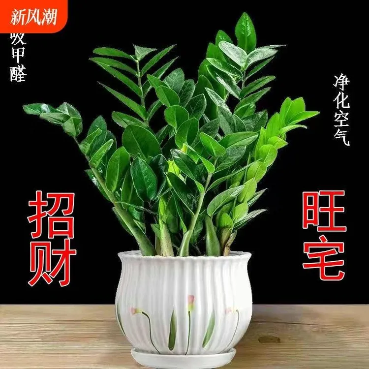 金钱树盆栽室内植物大型客厅好养招财绿植摇钱小发财树盆景易活