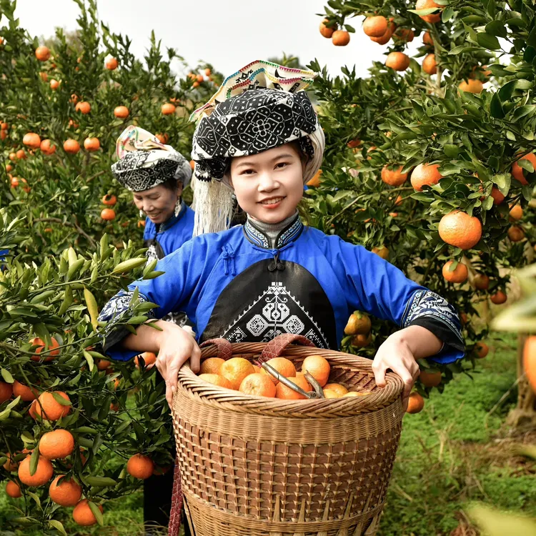 湖南泸溪椪柑之乡朱雀洞村原产地直发新鲜椪柑果园应季水果