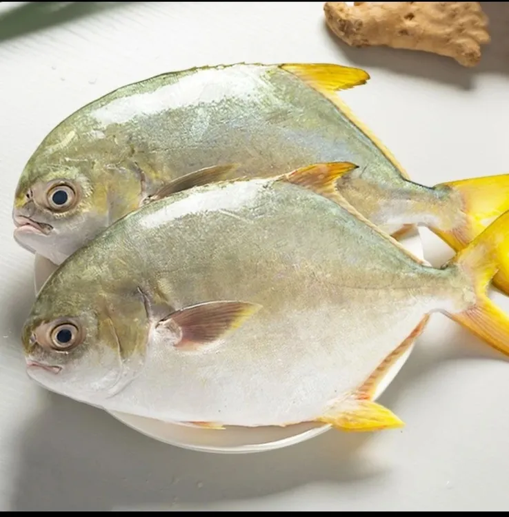 金鲳鱼黄鱼深海鱼3斤-5斤速冻锁鲜顺丰发货