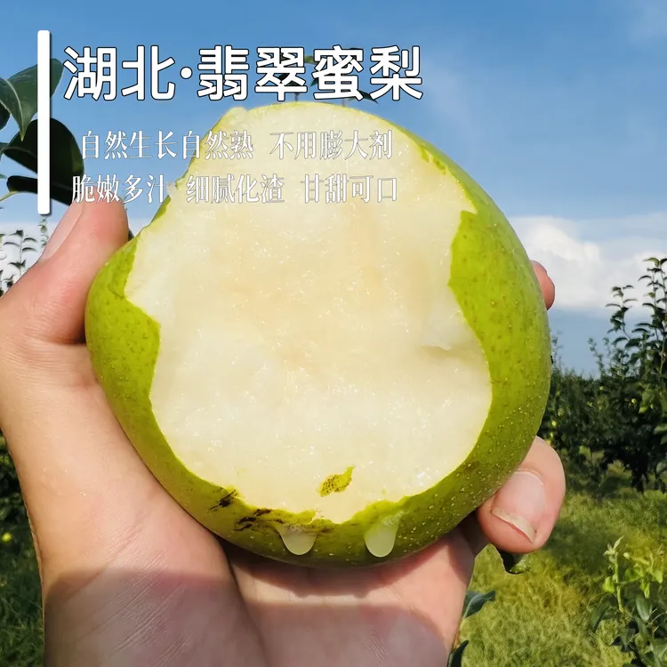【无膨大】翡翠蜜梨露天种植无膨大酥脆多汁甜度风味高 冷藏食用 