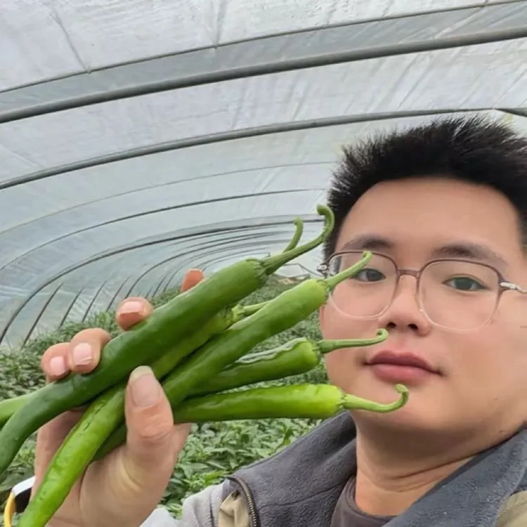 （湘研55号）产地直发新鲜青辣椒羊角椒牛角椒中辣可腌制咸菜