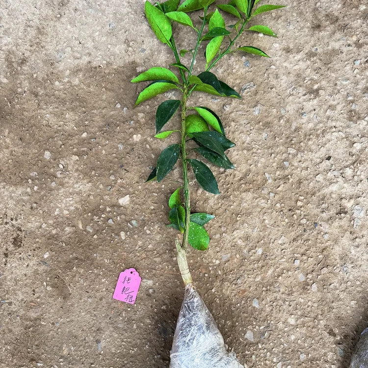 早熟粑粑柑一年裸根苗带泥浆发货品种纯正10月成熟带土发货变叶木