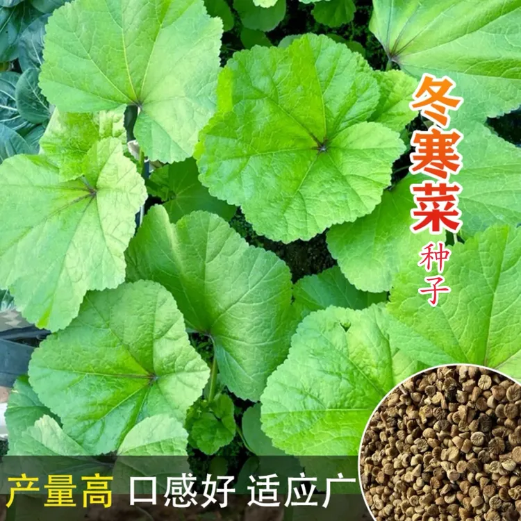 【冬寒菜种子】冬葵菜家庭阳台小院四季种植盆栽地栽易种易活