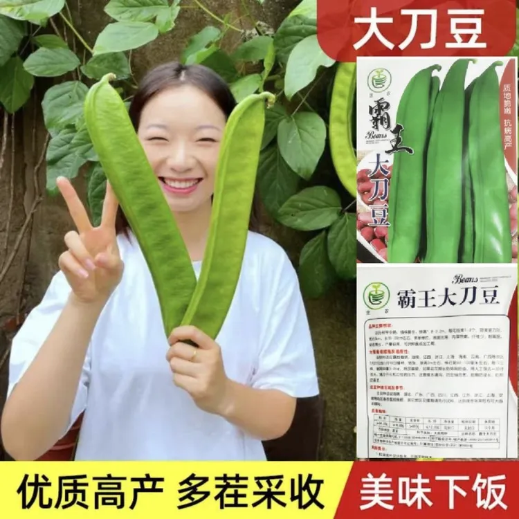 春季刀豆种籽大扁豆种子巨型特大红籽高产豆角药材春夏季爬藤农家