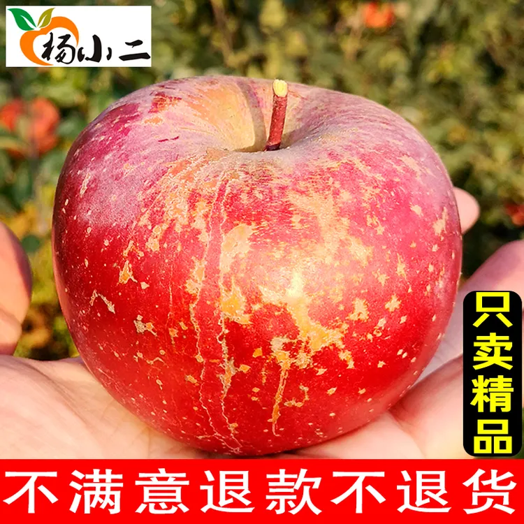 杨小二【精品】云南昭通冰糖心丑苹果新鲜水果现摘高原红富士5斤9斤