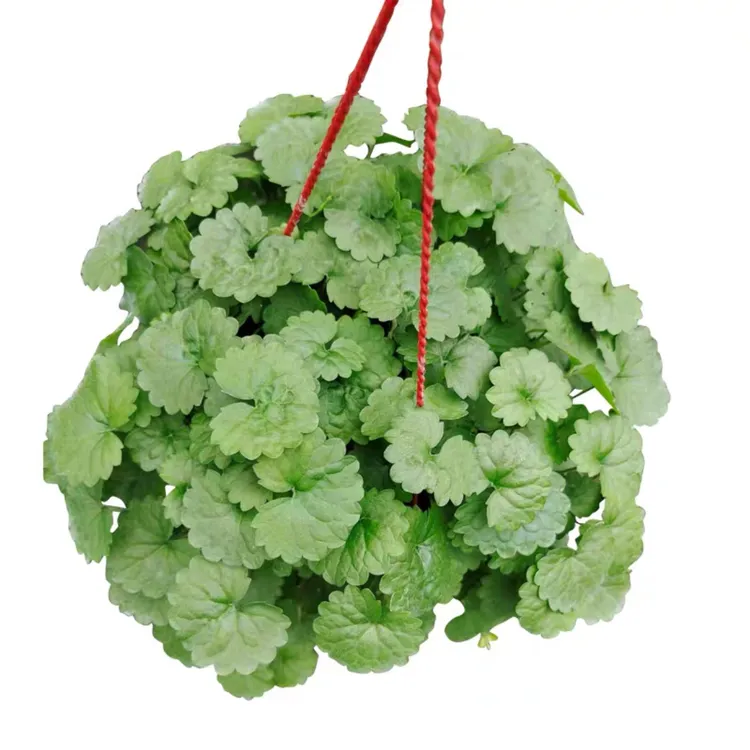 活血丹透骨消透骨风过墙风连钱草苗团经药肺风草遍地香地钱儿