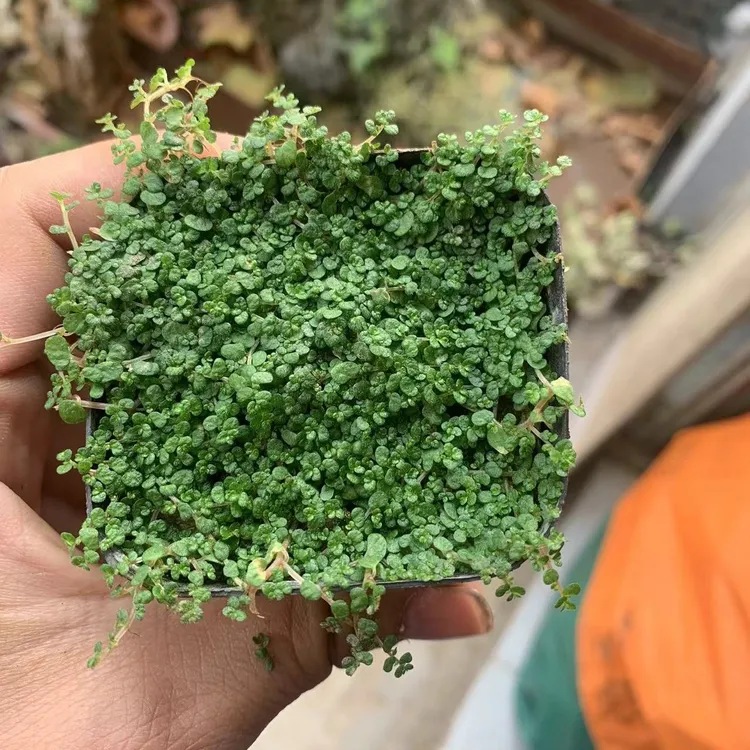 珍珠草金钱麻吸水石上水石盆景假山造景爬藤植物四季常青基地直供