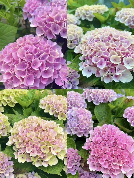 花无缺绣球盆栽浮力