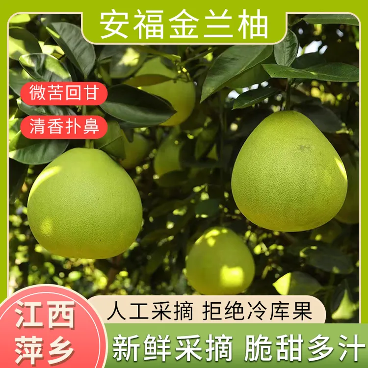 江西萍乡安福蚕子柚子新鲜当季现摘现发果瓣饱满清甜多汁金兰柚