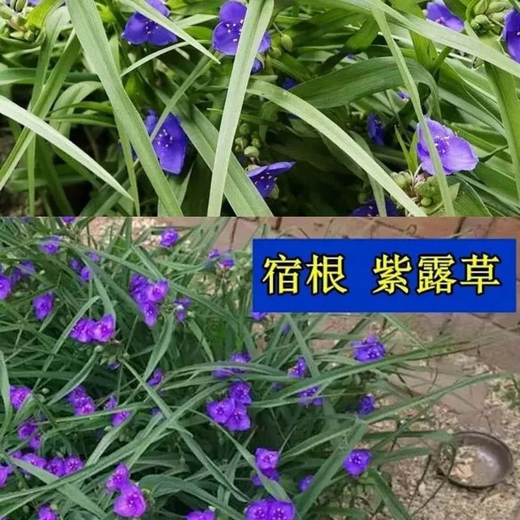蓝花紫露草多年生宿根花卉地被耐寒耐热天天开花庭院耐阴花卉盆栽