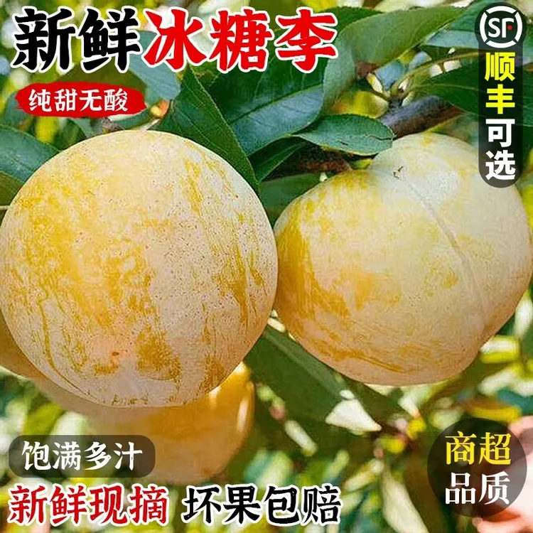 (果肉纯甜)四川汉源高山冰糖桃花李孕妇当季新鲜水果黄金奈李子