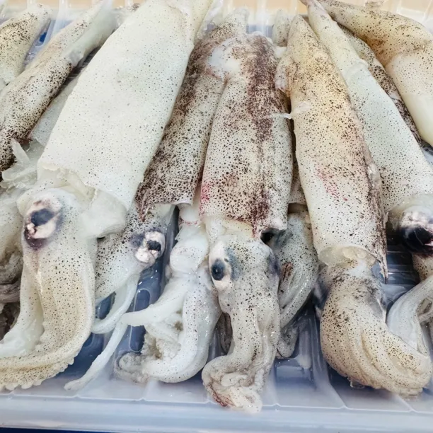 新鲜速冻小鱿鱼笔管鱼无添加不泡水海鲜水产