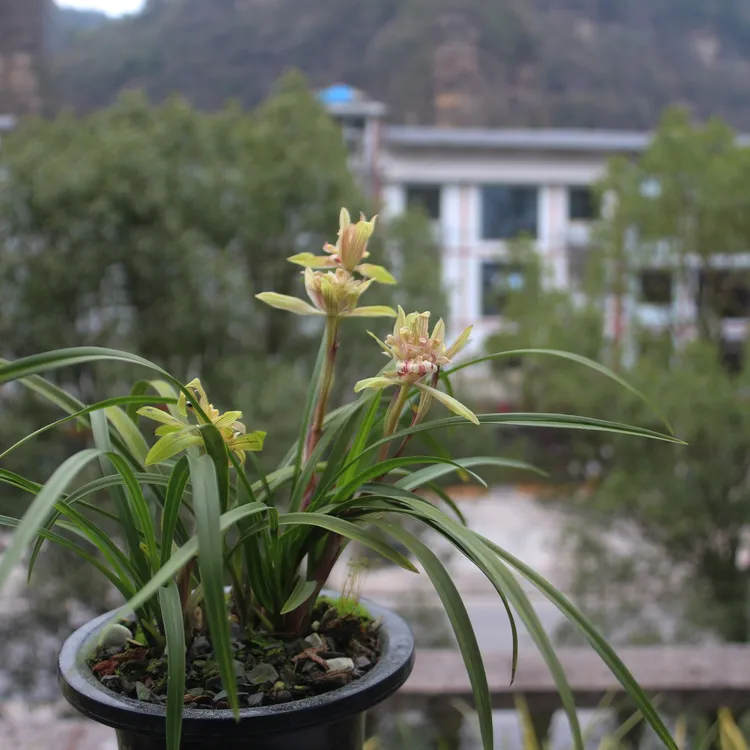 特香带花苞春兰浓香东方奇蝶花兰花兰花盆栽绿植萨摩耶
