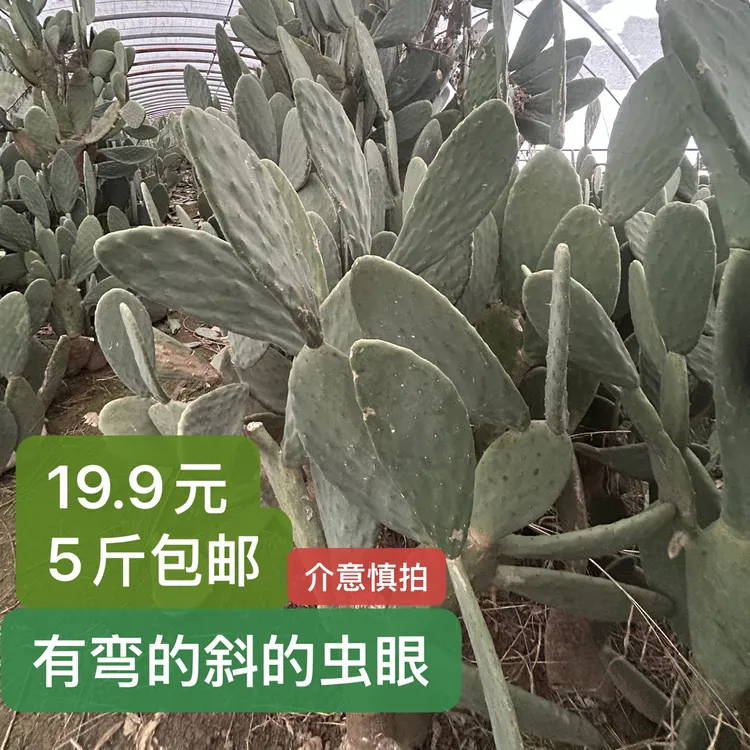 米邦塔仙人掌无根瑕疵