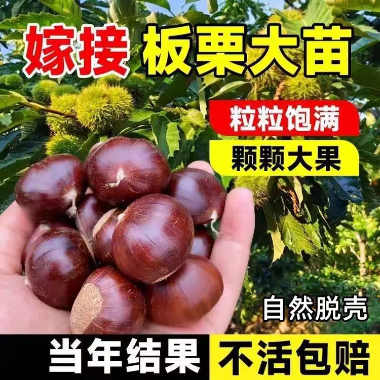 嫁接大红袍板栗树苗南北方可种植早熟嫁接板栗矮化果树苗