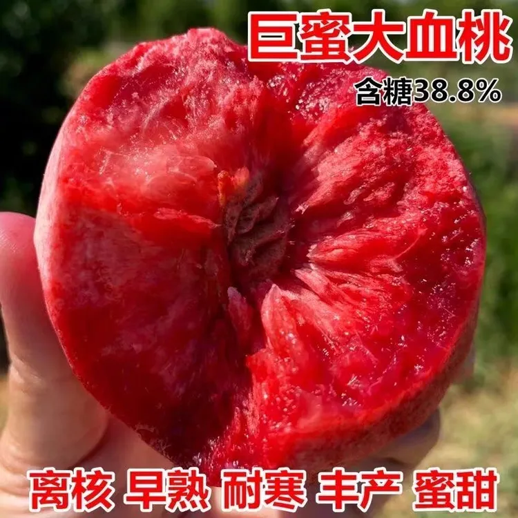 嫁接桃树苗巨蜜大血桃南北方种植当年结果盆栽地载庭院养死苗补发