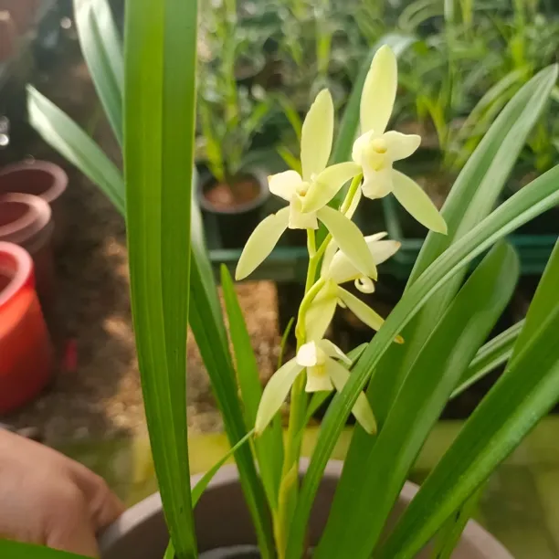 兰花建兰四季兰素心连续开花浓香型绿植适合各场地摆放好种易活
