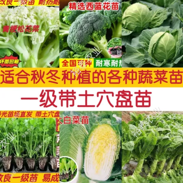 芹菜苗各种秋冬适种蔬菜种苗花菜西兰花甘蓝芹菜莴苣羽衣甘蓝生菜