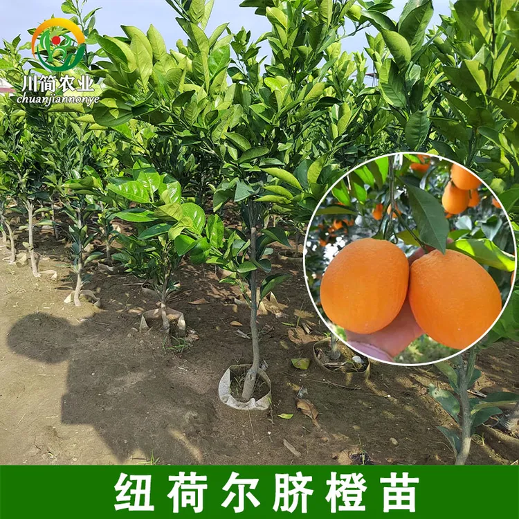 纽荷尔脐橙苗正宗雷波脐橙苗奉节脐橙树苗赣南脐橙苗果树苗