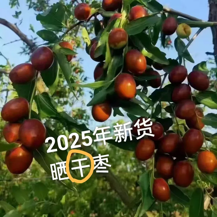 沧州金丝小枣今年新货（晒干枣）净重3斤包邮熬粥做饭打豆浆