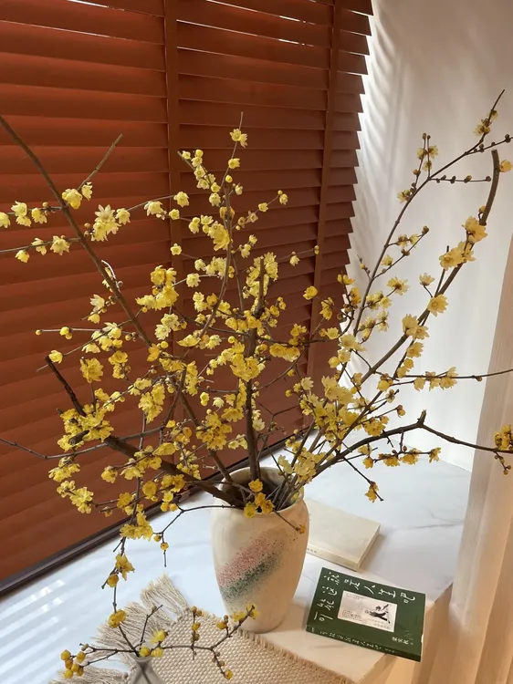 水培干枝腊梅鲜切花水培养植物干花卉室内年宵花懒人好养开花芳香