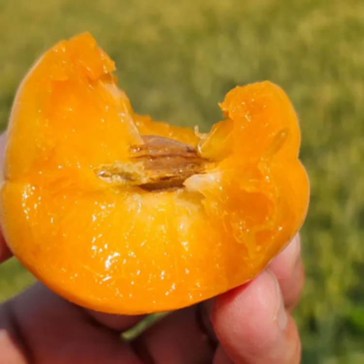 新鲜金太阳大黄杏酸甜可口孕妇水果应季现摘杏子