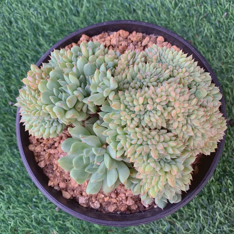 薄荷缀群生9-12CM【花界草堂】精品多肉阳台盆栽新手易养一单包邮