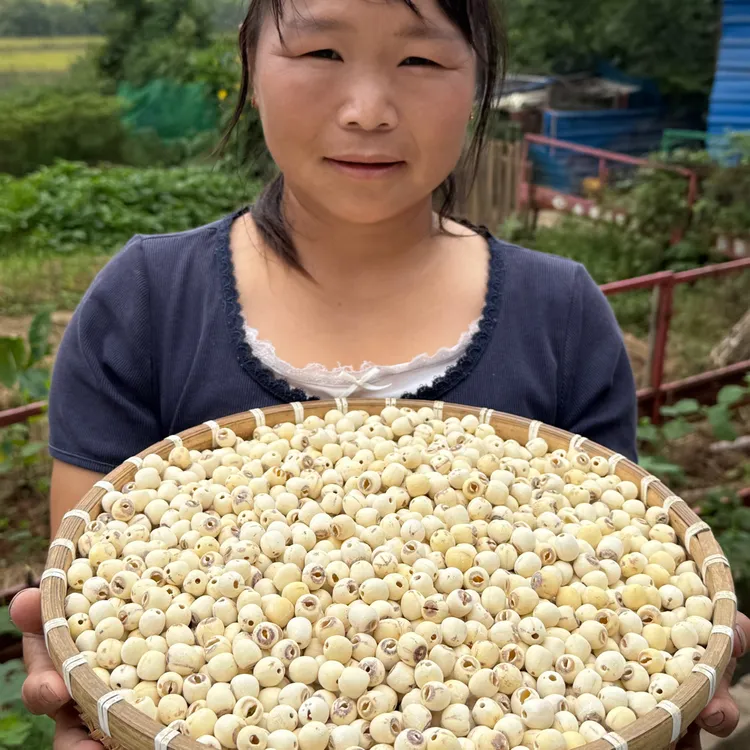 【蔡藕姐姐】去芯白莲新货颗粒饱满营养煲汤煮粥优选