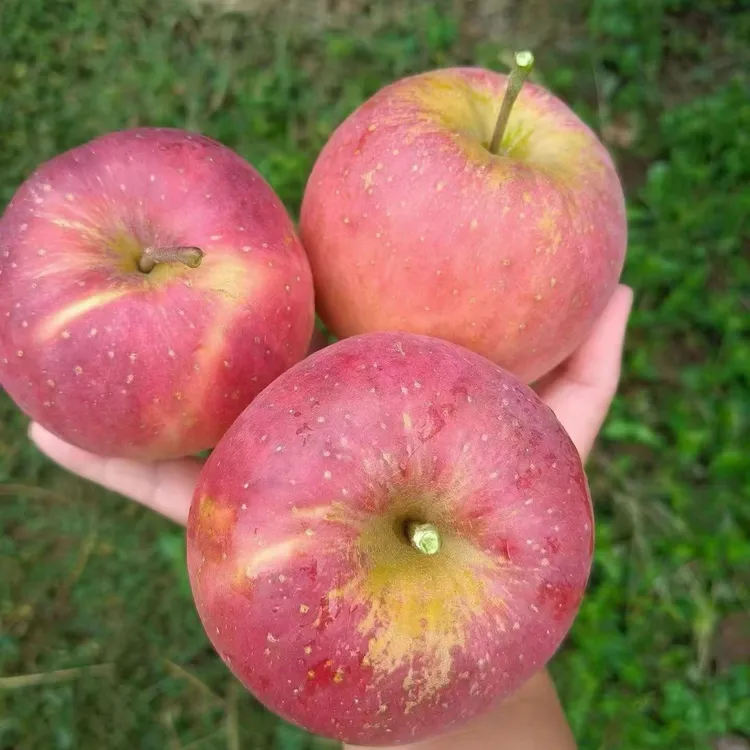 正宗云南昭通冰糖心丑苹果新鲜采摘脆甜多汁水果
