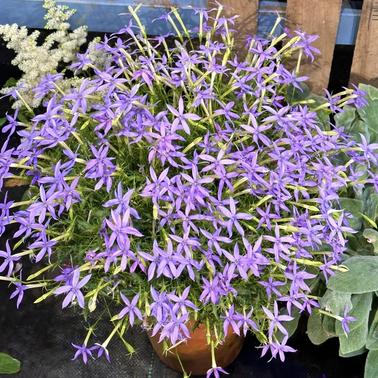 彩星花盆栽多年生庭院阳台花境植物新手易养护