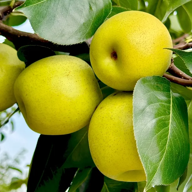 【助农】青皮黄皮梨翠黄冠梨蜜梨当季水果脆甜爽口皮薄肉嫩多汁