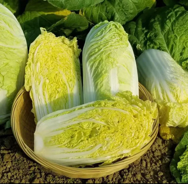 【甘肃高原霜打娃娃菜】当天现摘/新鲜当季时令蔬菜火锅娃娃菜5/9斤