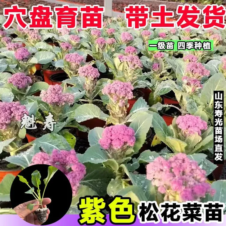 寿光正品紫晶花菜苗秧花椰菜松花菜西兰花种子籽庭院高产观赏食用