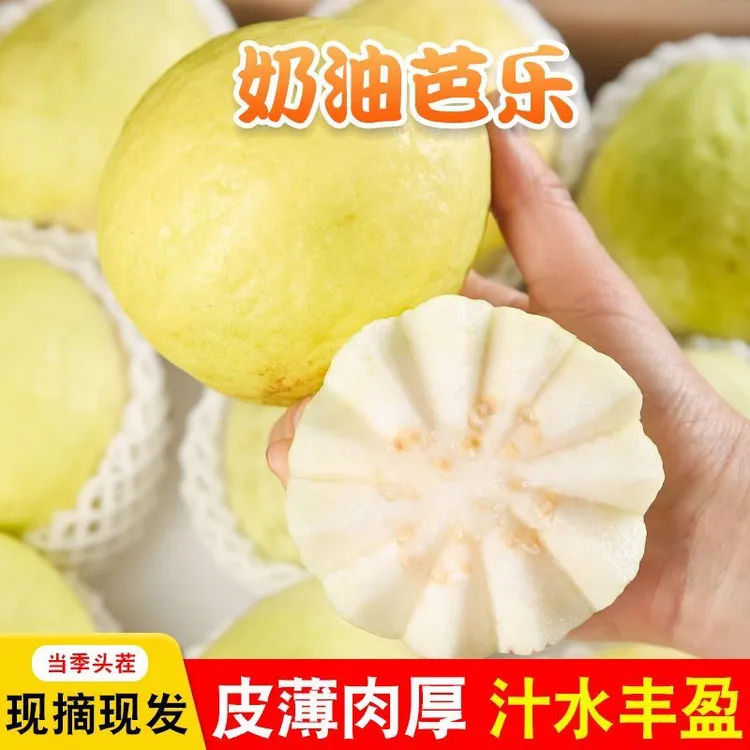 广东湛江白心奶油芭乐软糯香甜皮薄多汁新鲜当季水果