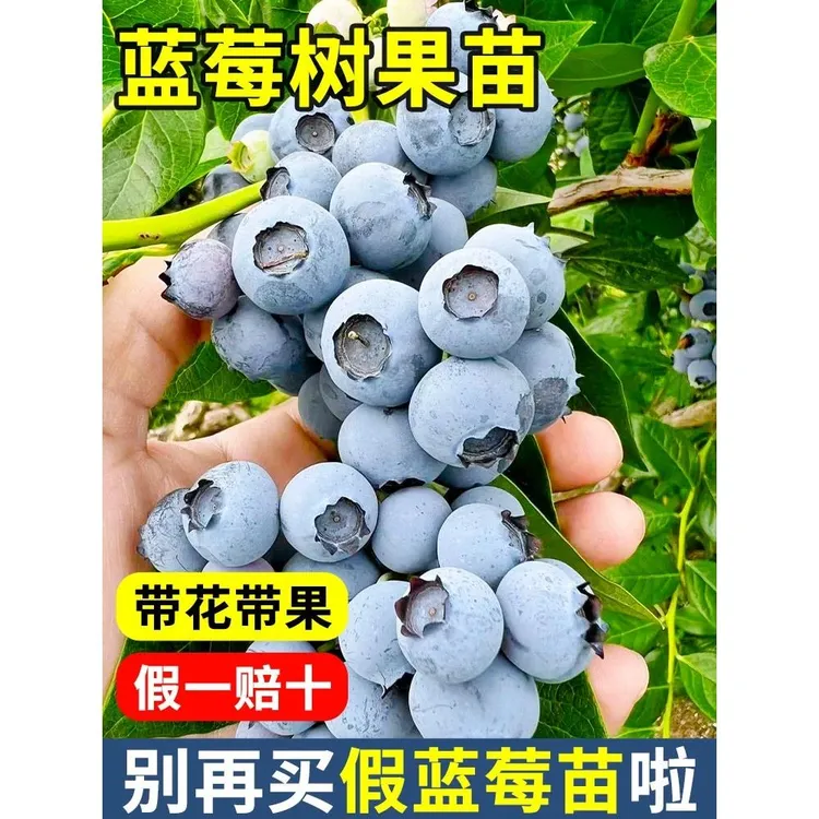 特大蓝莓树果苗大果蓝莓树苗南方北方盆栽地栽四季种植果树