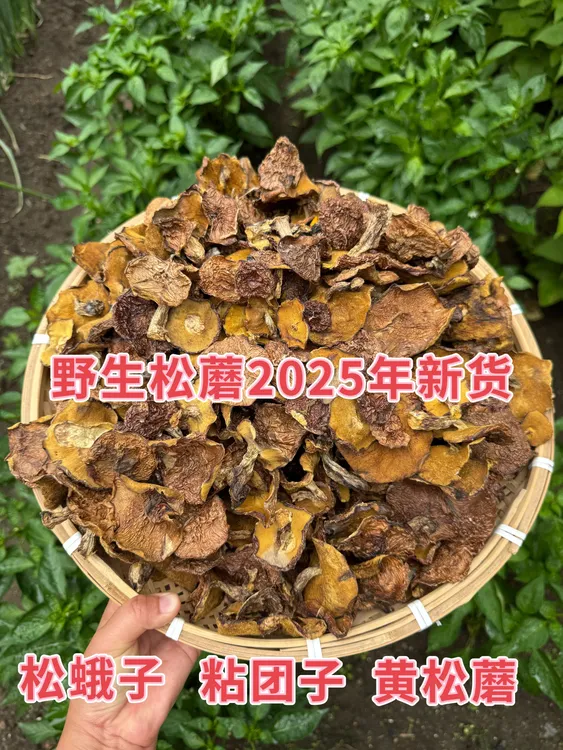 农家自采野生2025新货松蘑黑蘑菇粘团子粘蛾子食用菌250g/500g