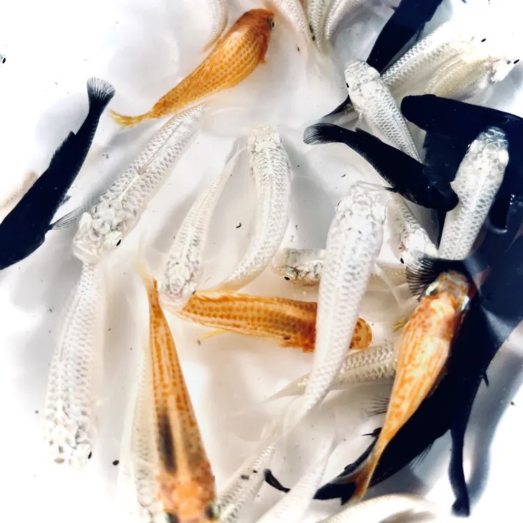 玛丽鱼除油膜鱼热带鱼广温鱼新手好养耐活胎生鱼工具鱼中小型鱼