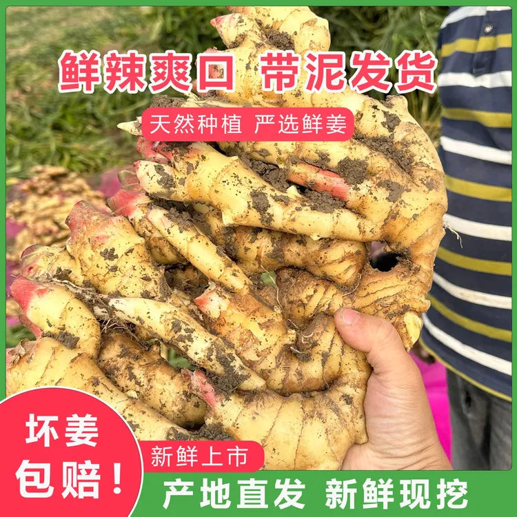 【现挖现发】大姜鲜姜口感清脆香味浓郁辛辣够味 泡姜 生姜产地直发