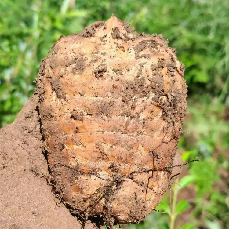 （3斤福利）云南昭通小草坝特产新鲜乌天麻 产地直发可煲汤泡酒炖肉