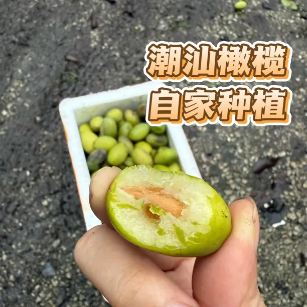 广东特产潮汕花皮橄榄新鲜原味孕妇水果生吃煲汤腌制泡酒橄榄果