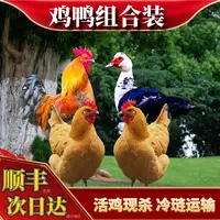 【喜宝家】组合2只2年母鸡+赠1只公鸡+赠1只番鸭 到手共4只净重11斤