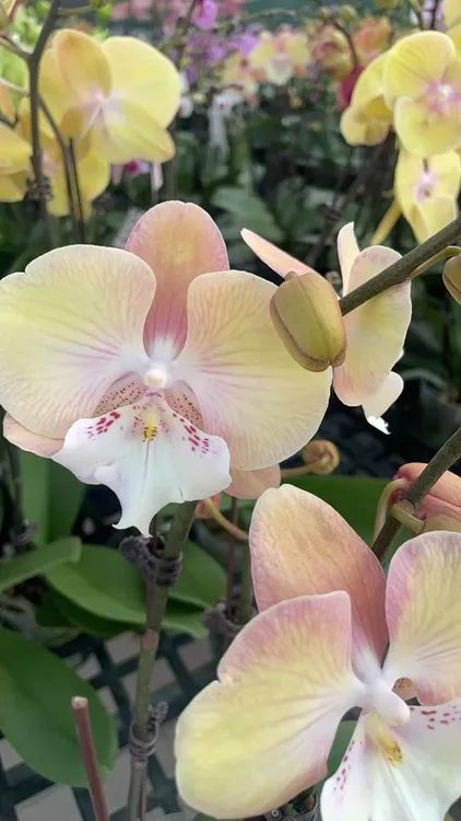 【彩虹独角兽】～蝴蝶兰网红好养活趣味花剑花苞客厅客内观赏