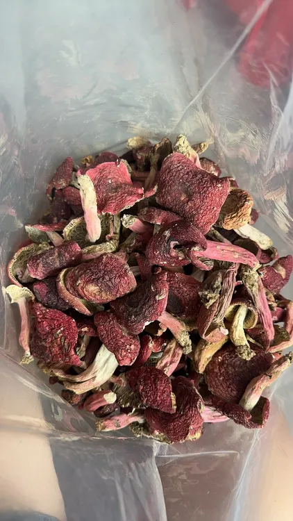福建三明宁化红菇（福利款统菇，有大有小）